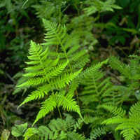 A photograph of a Broad Beech Fern