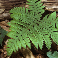 broad beech fern