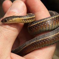 A photograph of a Butler's Gartersnake