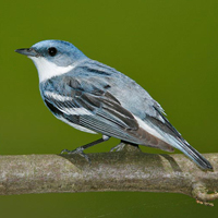 A photograph of a Cerulean Warbler