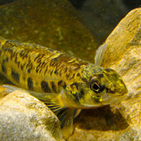 A photograph of a Channel Darter