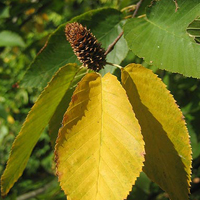 A photograph of a Cherry Birch