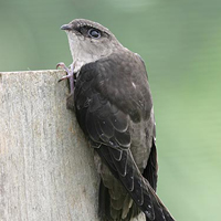 A photograph of a Chimney Swift