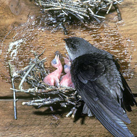 chimney swift