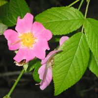 climbing prairie rose