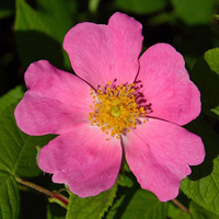 climbing prairie rose