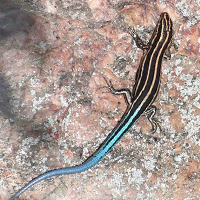 common five-lined skink