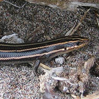 common five-lined skink