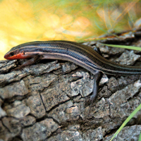 A photograph of a Common Five-lined Skink (Southern Shield population)