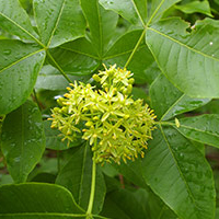 A photograph of a Common Hoptree