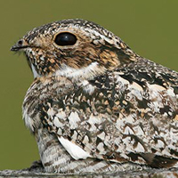 A photograph of a Common Nighthawk