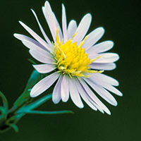 A photograph of a Crooked-stem Aster