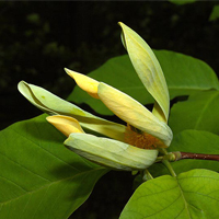 A photograph of a Cucumber Tree