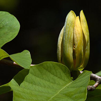 Magnolia acuminé