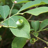 A photograph of a Deerberry