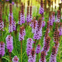 A photograph of a Dense Blazing Star