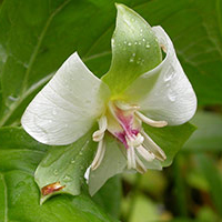 A photograph of a Drooping Trillium
