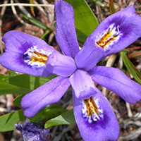 A photograph of a Dwarf Lake Iris