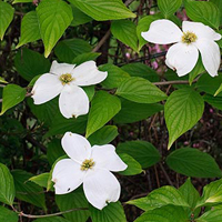 A photograph of Eastern Flowering Dogwood