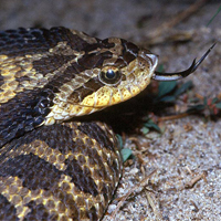 Eastern Hog-nosed Snake