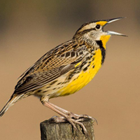 eastern meadowlark