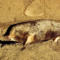 A photograph of a Eastern Mole