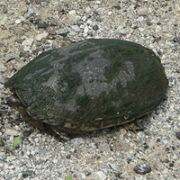 eastern musk turtle