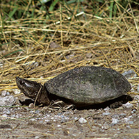 A photograph of a Eastern Musk Turtle