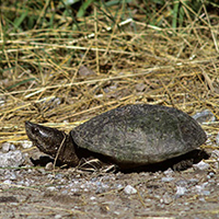 Tortue musquée