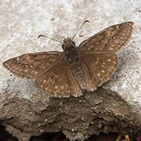 A photograph of a Eastern Persius Duskywing