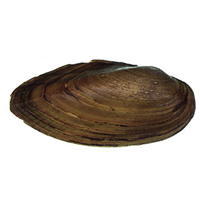 A photograph of a Eastern Pondmussel