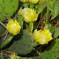 eastern prickly pear cactus