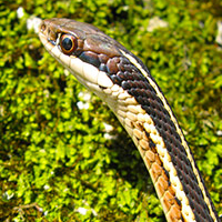 A photograph of a Eastern Ribbonsnake