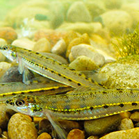 A photograph of a Eastern Sand Darter