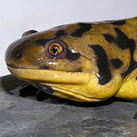 eastern tiger salamander