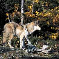 A photograph of a Eastern Wolf.