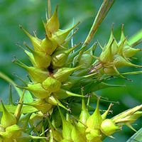 A photograph of a False Hop Sedge