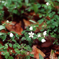 A photograph of a False Rue-anemone