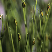 A photograph of a Few-flowered Club Rush