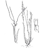 A photograph of a Forked Three-awned Grass