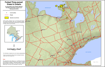 map of forked three-awned-grass range