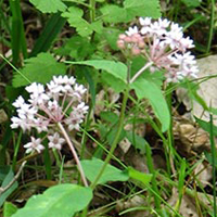 Four Leaved Milkweed Ontario Ca