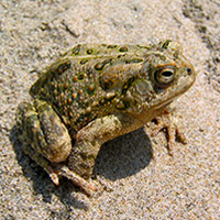 fowler's toad