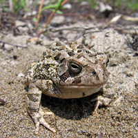 A photograph of a Fowler's Toad