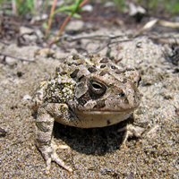 Crapaud de Fowler