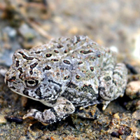 fowler's toad