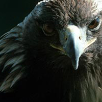 A photograph of a Golden Eagle