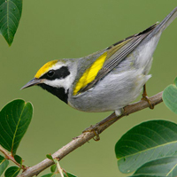 A photograph of a Golden-winged Warbler