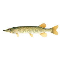 species pickerel ontario risk grass type ca