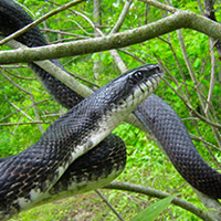 A photograph of a Gray Ratsnake (Carolinian population)